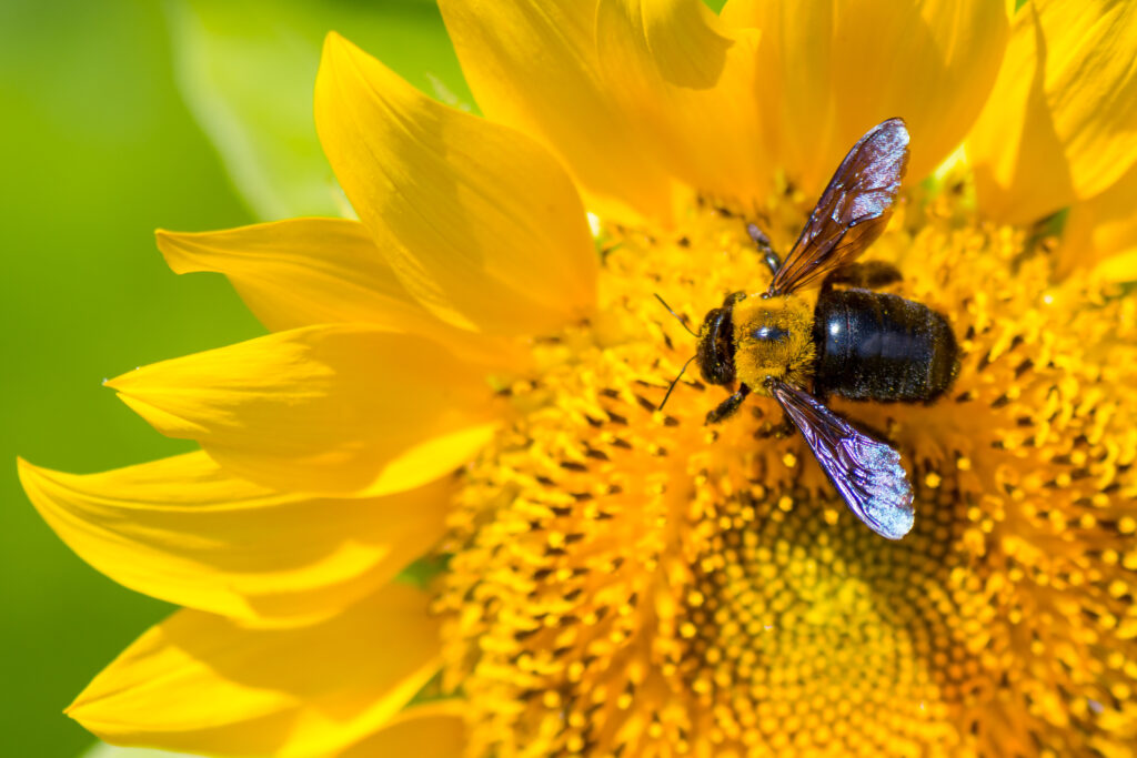 Carpenter bee on sunflower