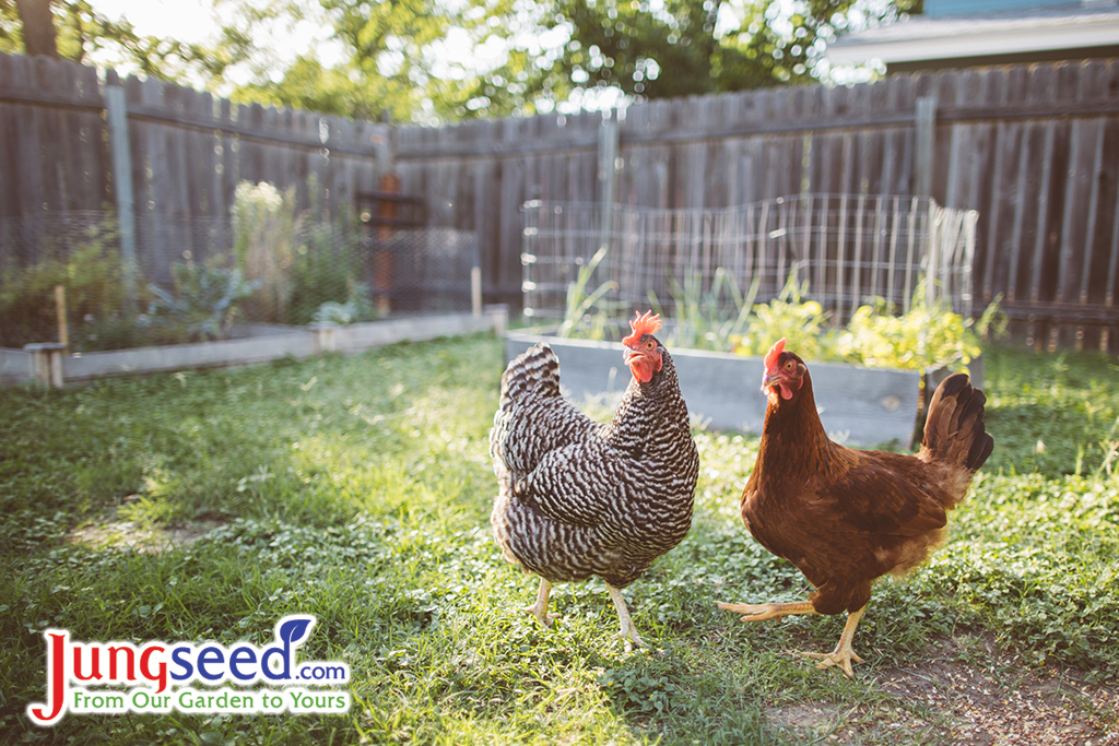 Two urban chickens waiting to get fed in a backyard