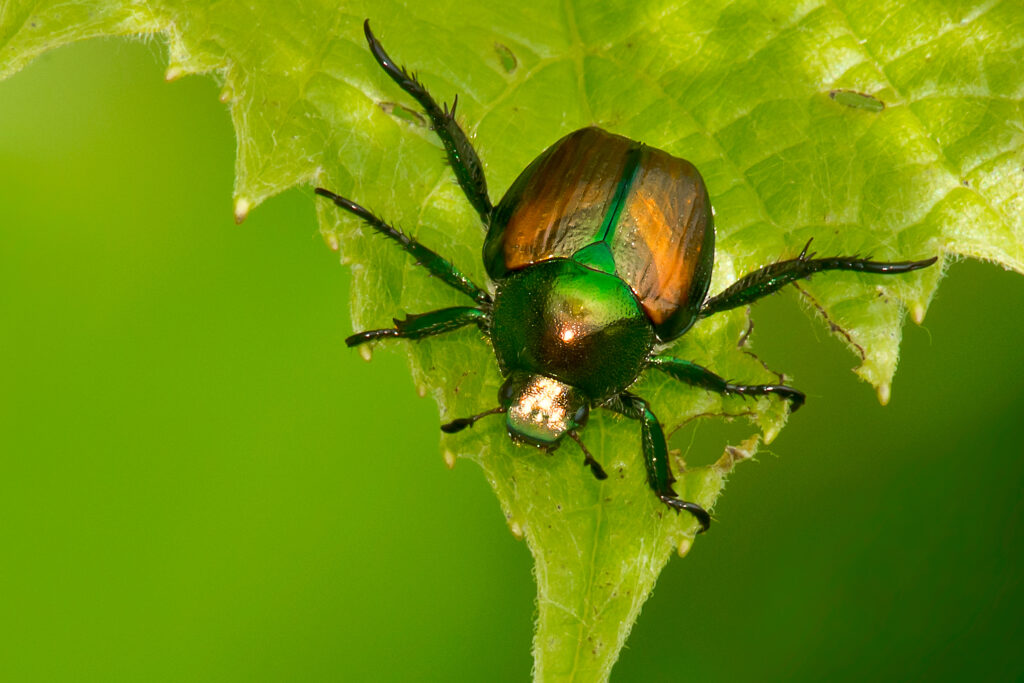 False Japanese Beetle on a green leaf