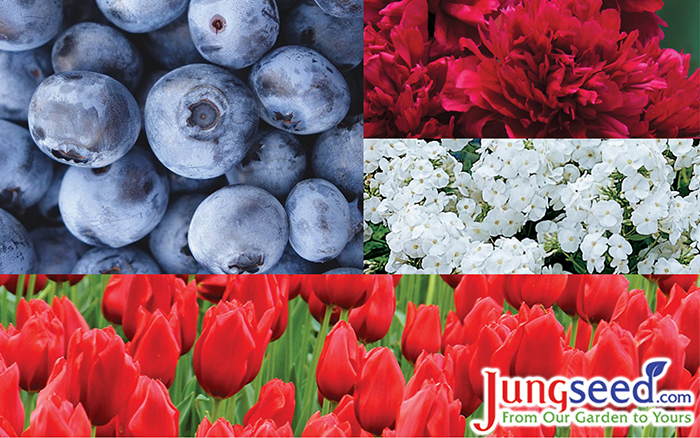 Red, white, and blue flowers and fruit