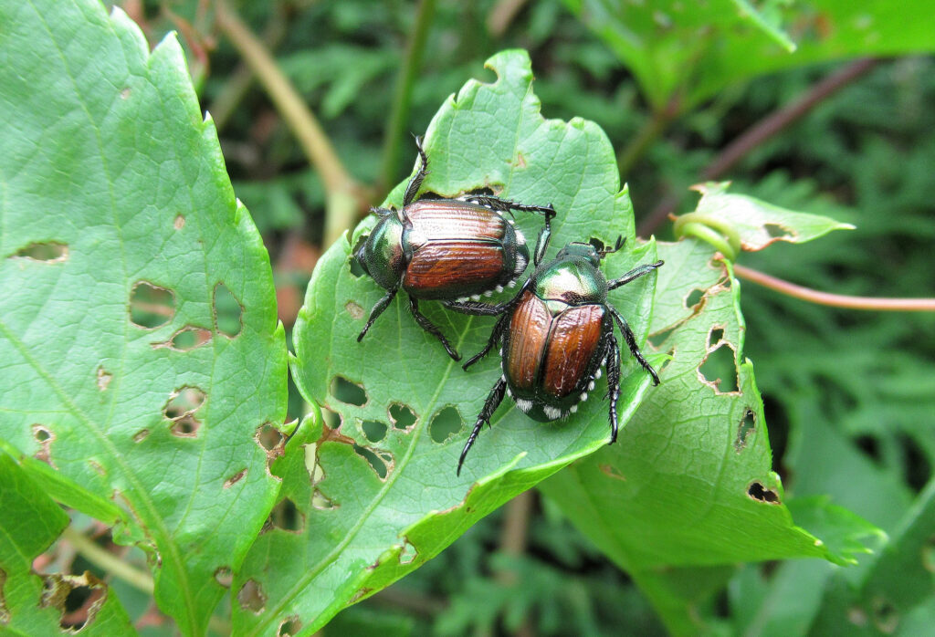 apanese Beetles are eating leaves in a backyard garden.