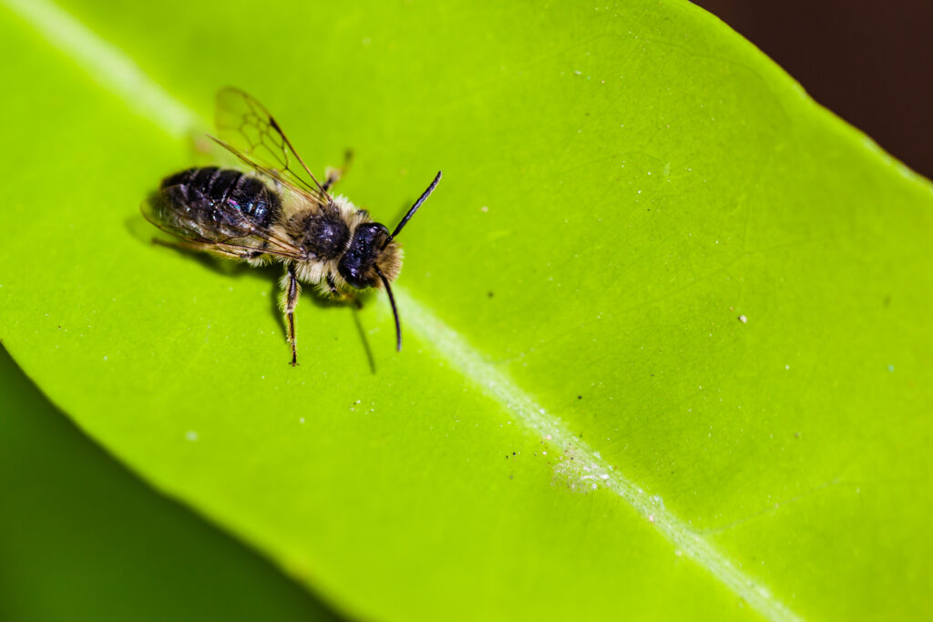 Leaf cutter bee