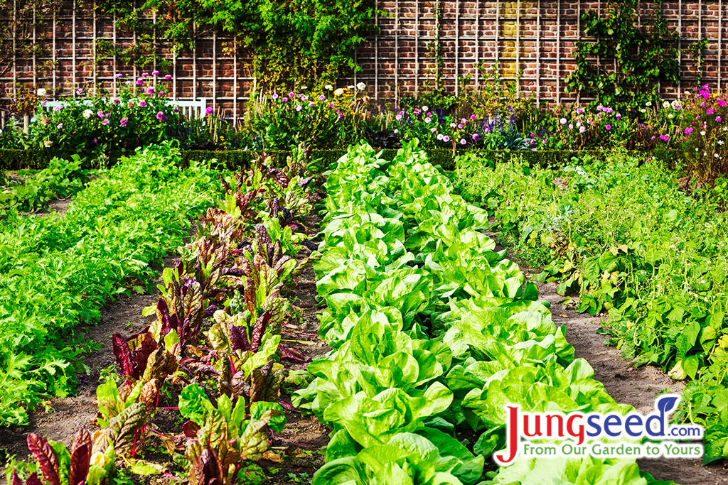 Vegetable garden in late summer.