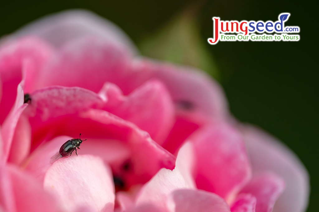 Out of focus black fly can be seen in the background and are regarded as pests by gardeners.