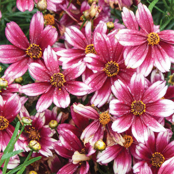 Red Coreopsis