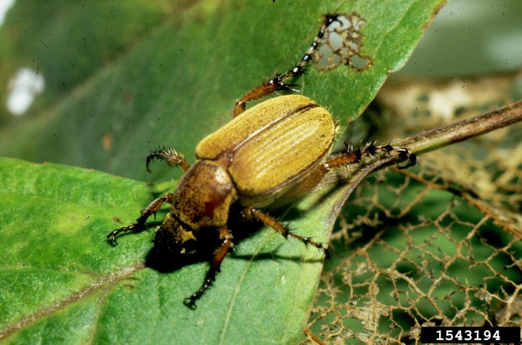 A brown rose chafer on a leaf