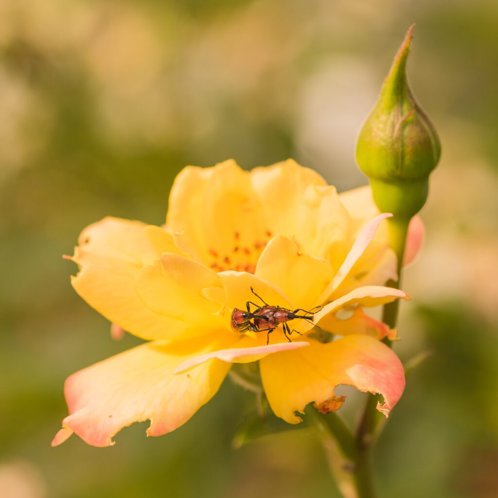 Two Mating Rose Curculio Weevils