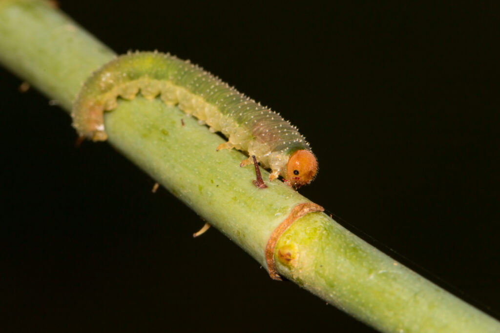 Larva of a sawfly "Allantus" on a rose stem.