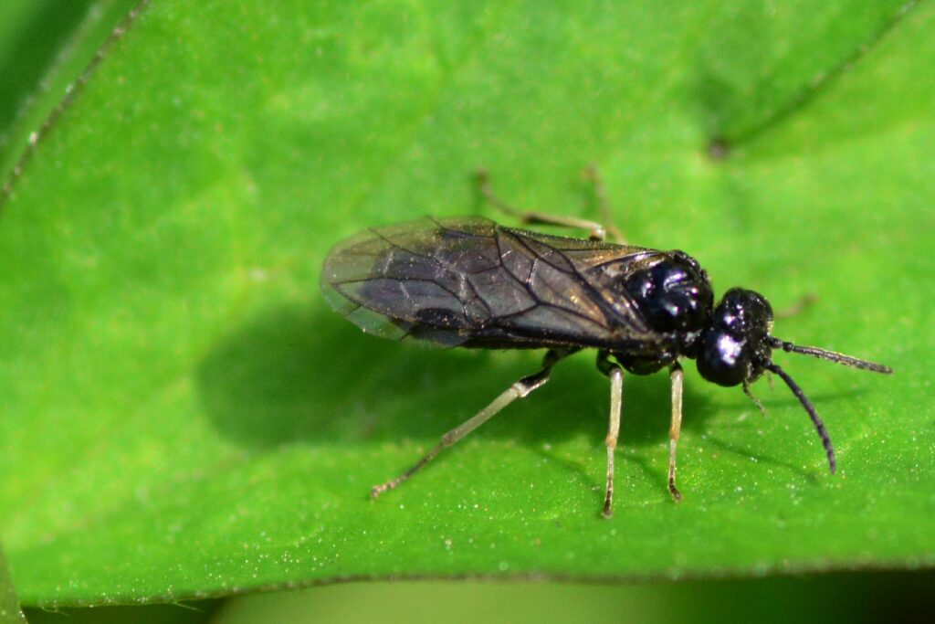 Sawfly on a green leaf