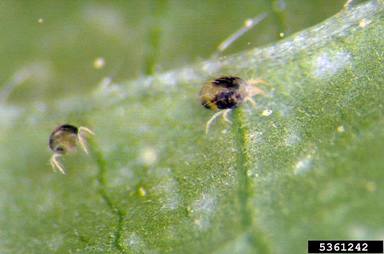 Twospotted Spider Mites