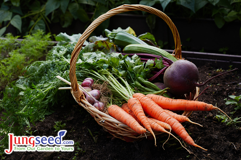 Basket with ripe organic vegetables carrot beetroot and garlic