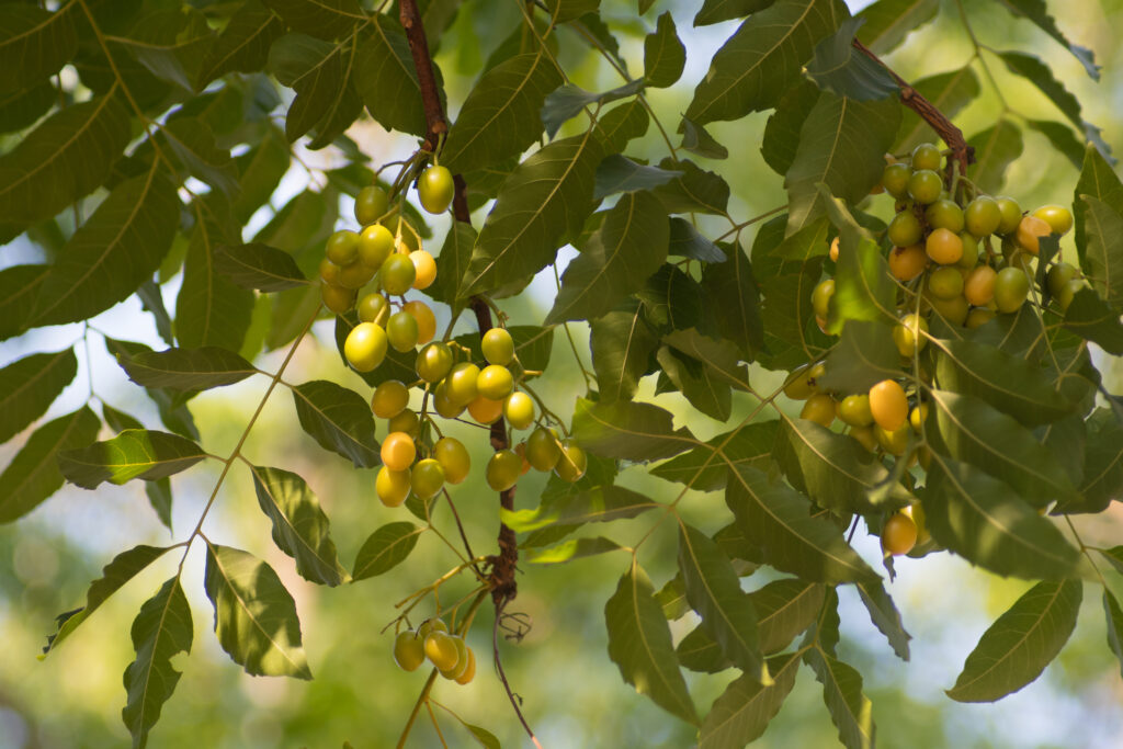 Azadirachta indica seeds hanging on tree, commonly known as neem, neem tree or Indian lilac