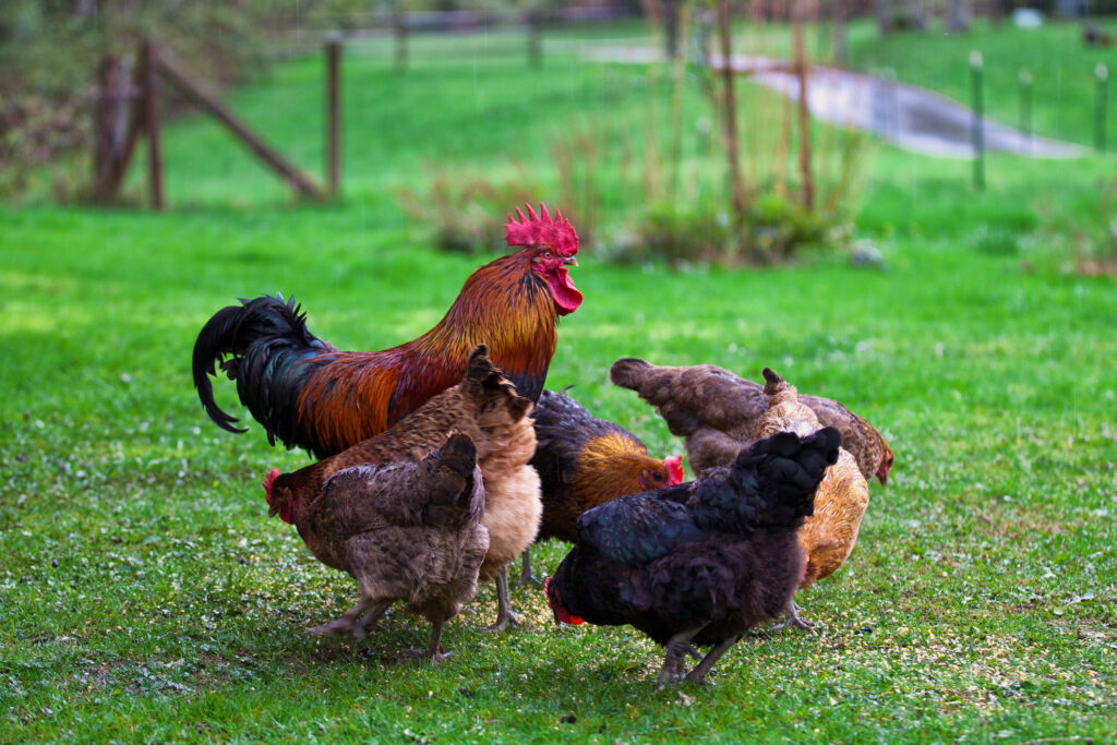 A rooster and chickens. Free range cock and hens. Red Bantam.