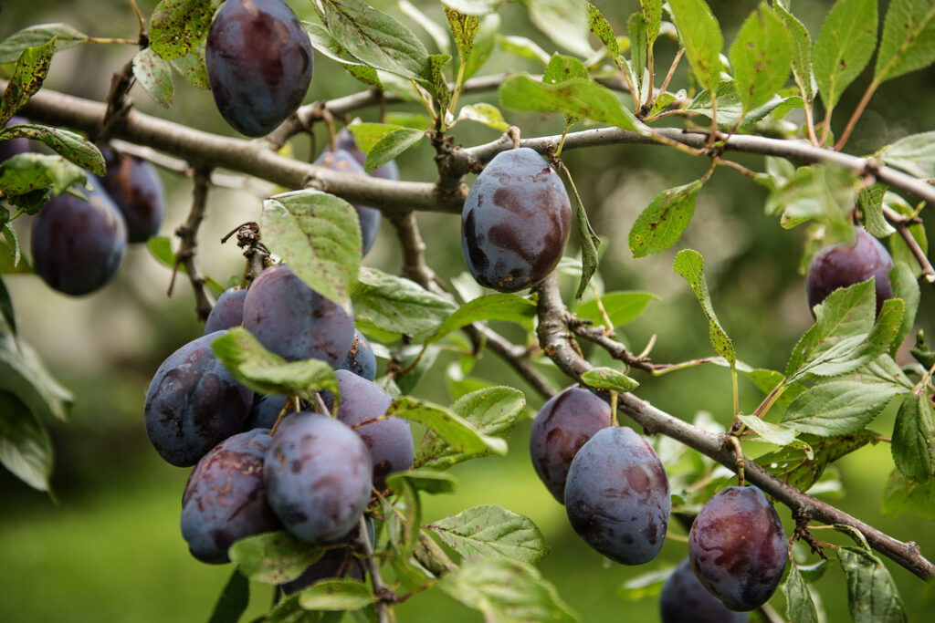 organic ripe purple plums on a tree