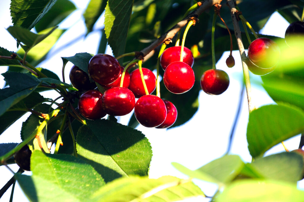 Ripe cherry on a branch of a cherry tree in the rays of the evening sun