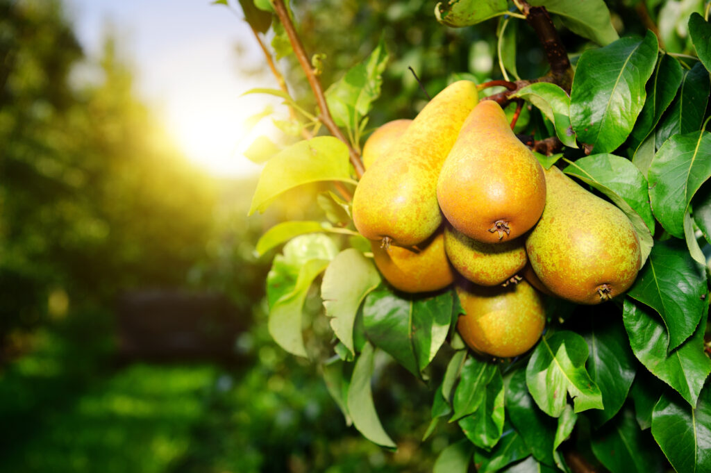 Organic pears on a tree branch in the sun