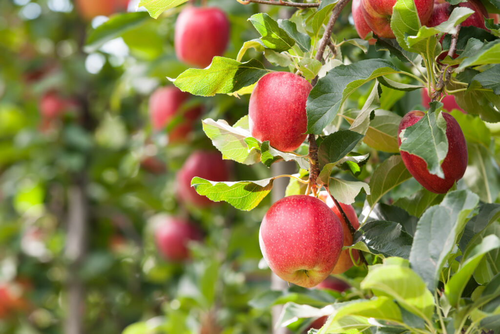 Red Gala apples, hanging in a tree.