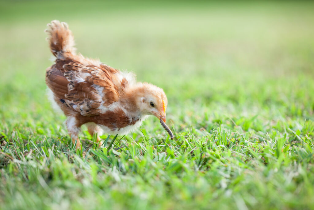 Baby Rhode Island Red chicken about 6 weeks old eating a caterpillar or worm in the grass