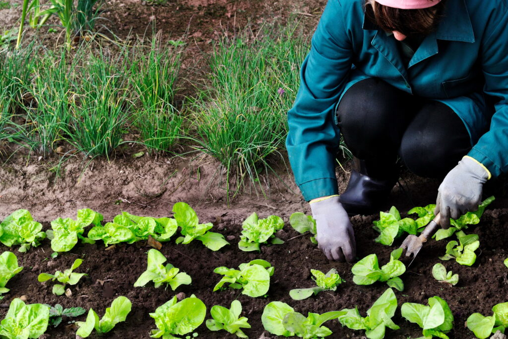 Woman is weeding lettuce in her garden