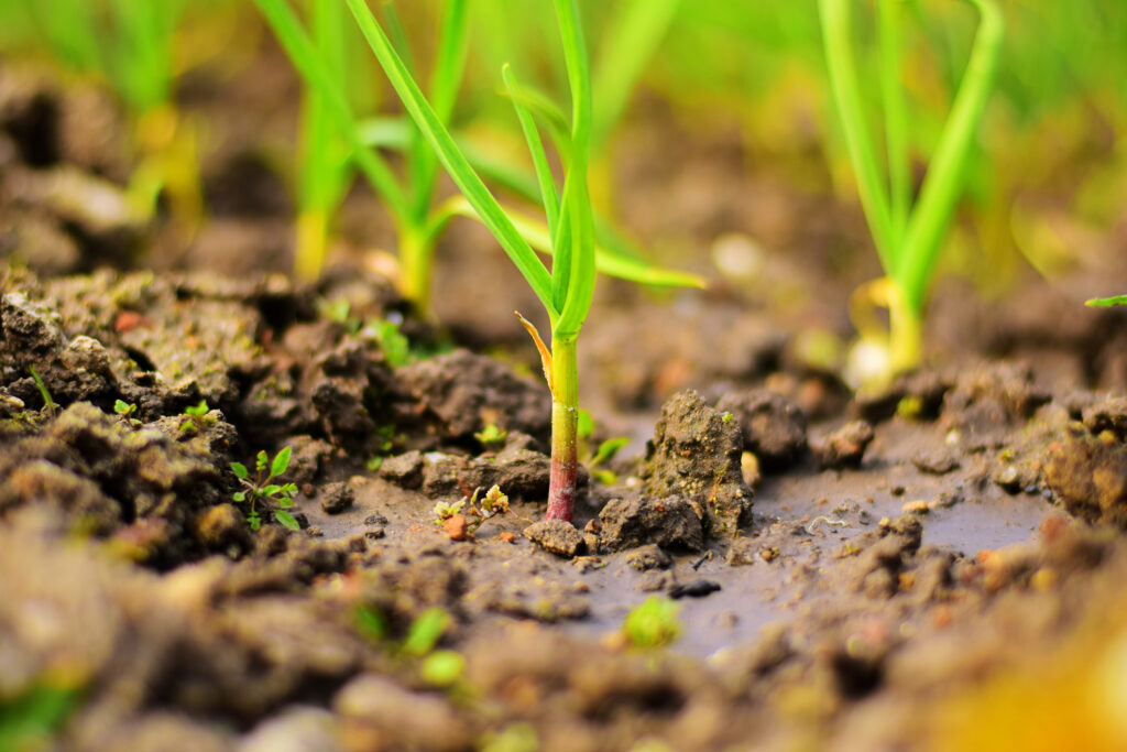 Very wet soil with small green plants