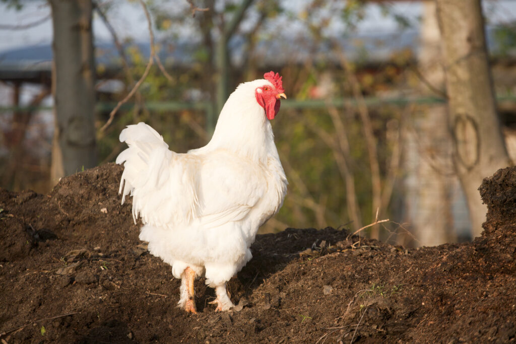 Portrait of mature rooster on the poultry yard rural scene