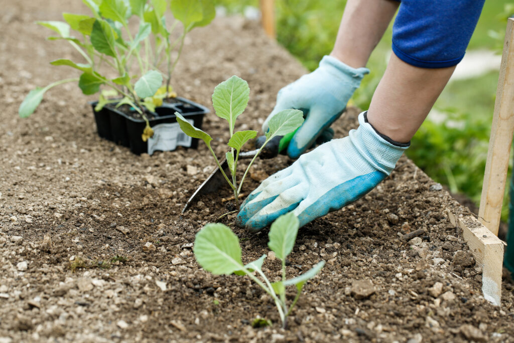 Gardener planting, plowing the broccoli seedlings in the garden