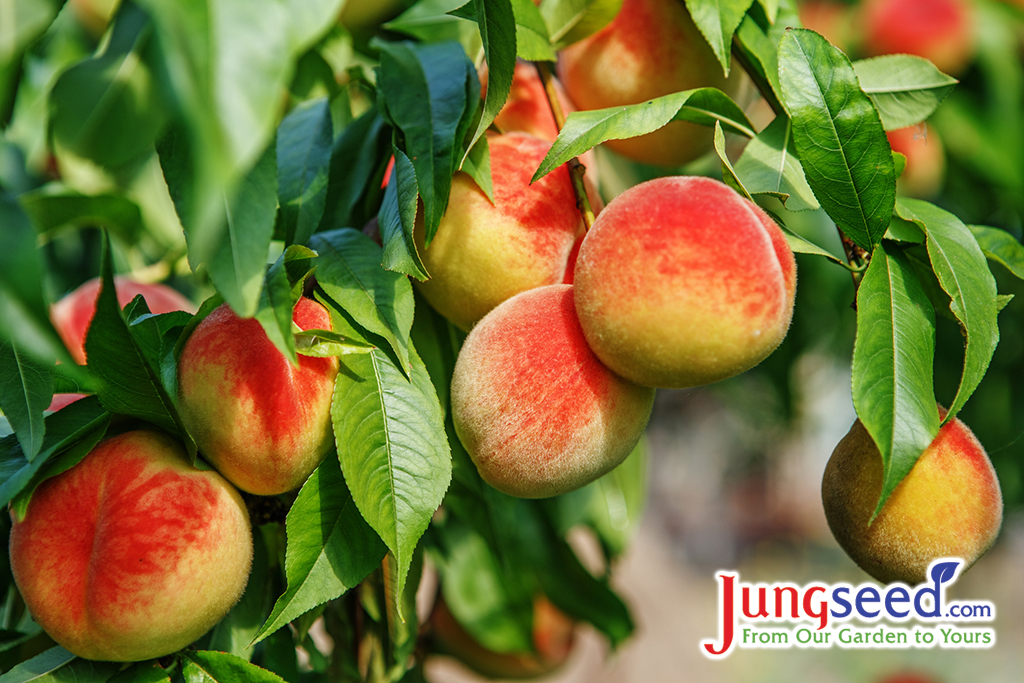 Sweet peach fruits growing on a peach tree branch in orchard