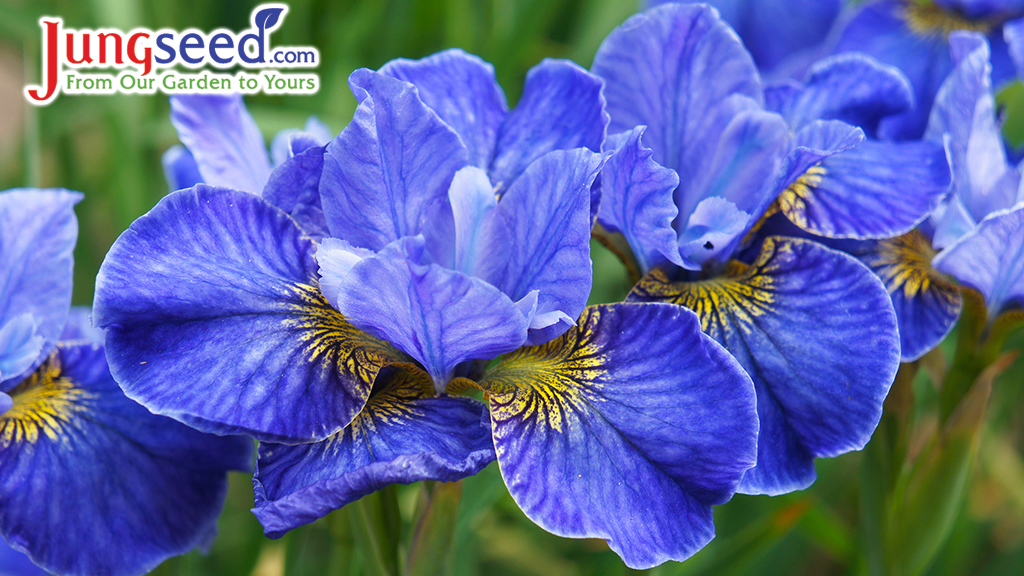 Siberian iris riverdance blue flowers in garden