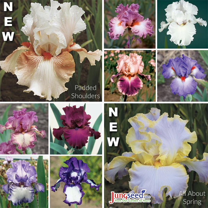 Guía de cultivo de iris | Blog de jardinería Estiercoles.com 2021 Variedades de iris barbudo alemán disponibles en semillas de Jung