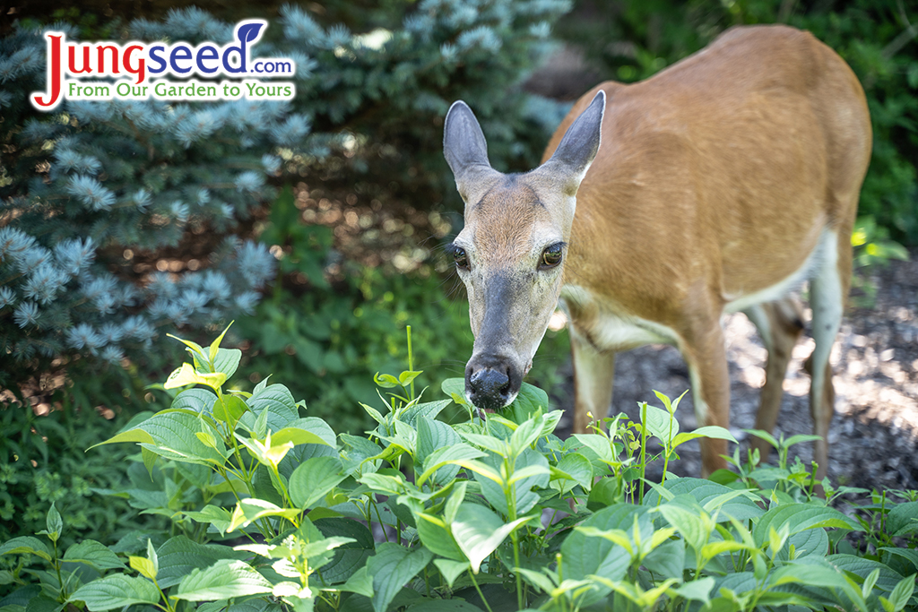 Close-up of young white-tailed deer in garden eating flowers.