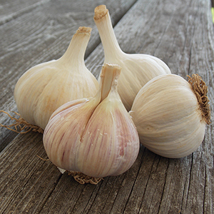 German garlic