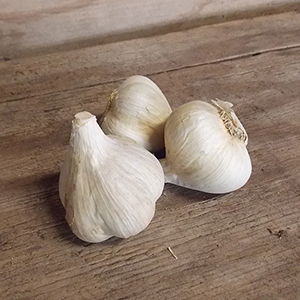 Northern garlic