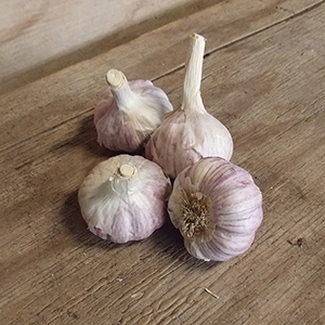 chesnok garlic
