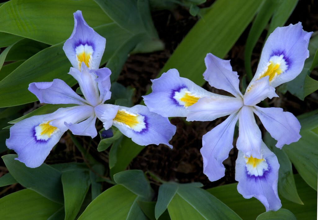 Dwarf crested iris blossoms