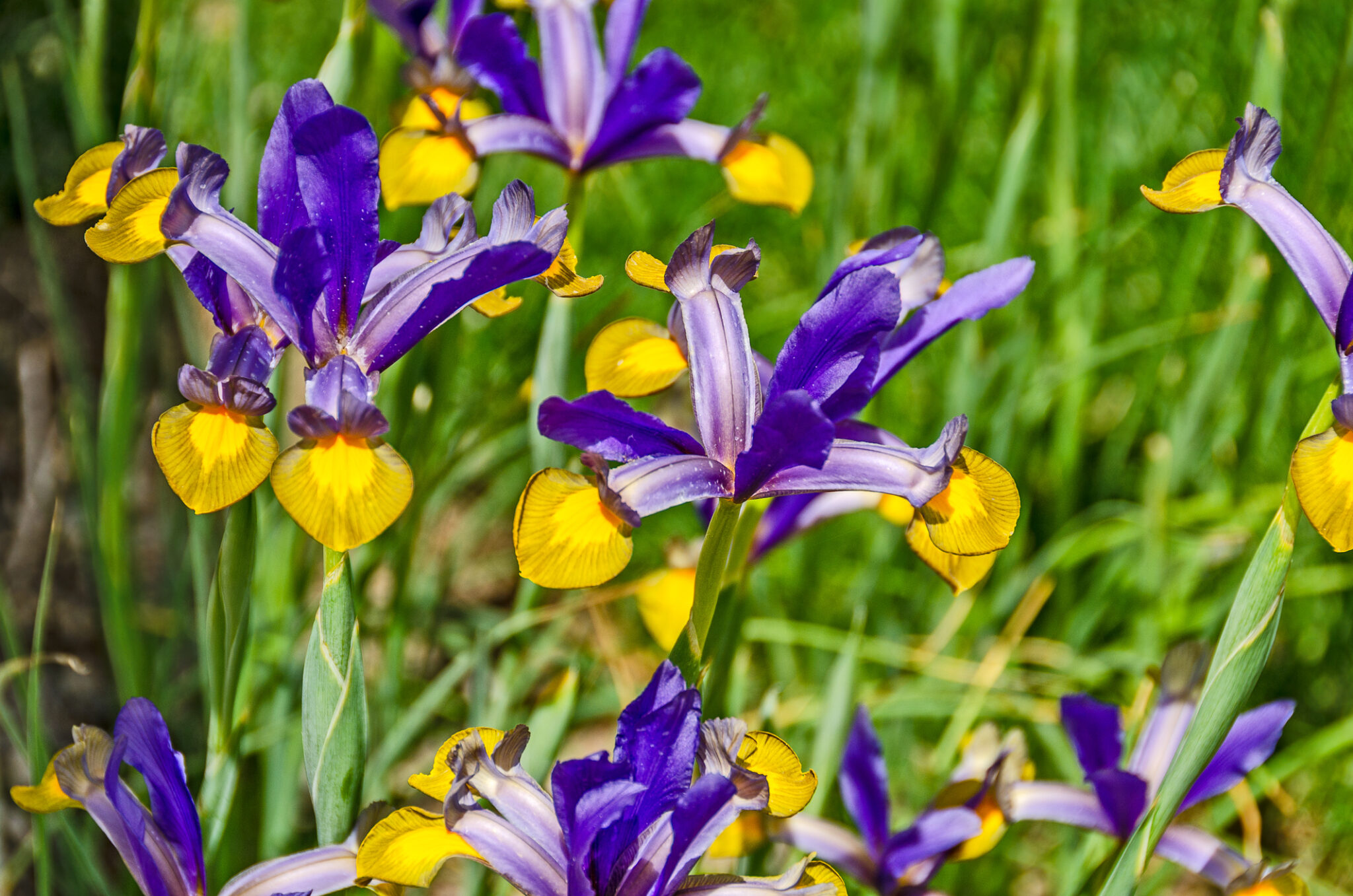 Iris Growing Guide | Jung Seed’s Gardening Blog