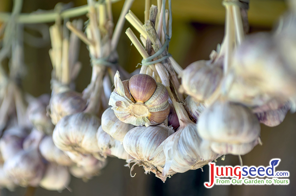 Hanging garlic on drying