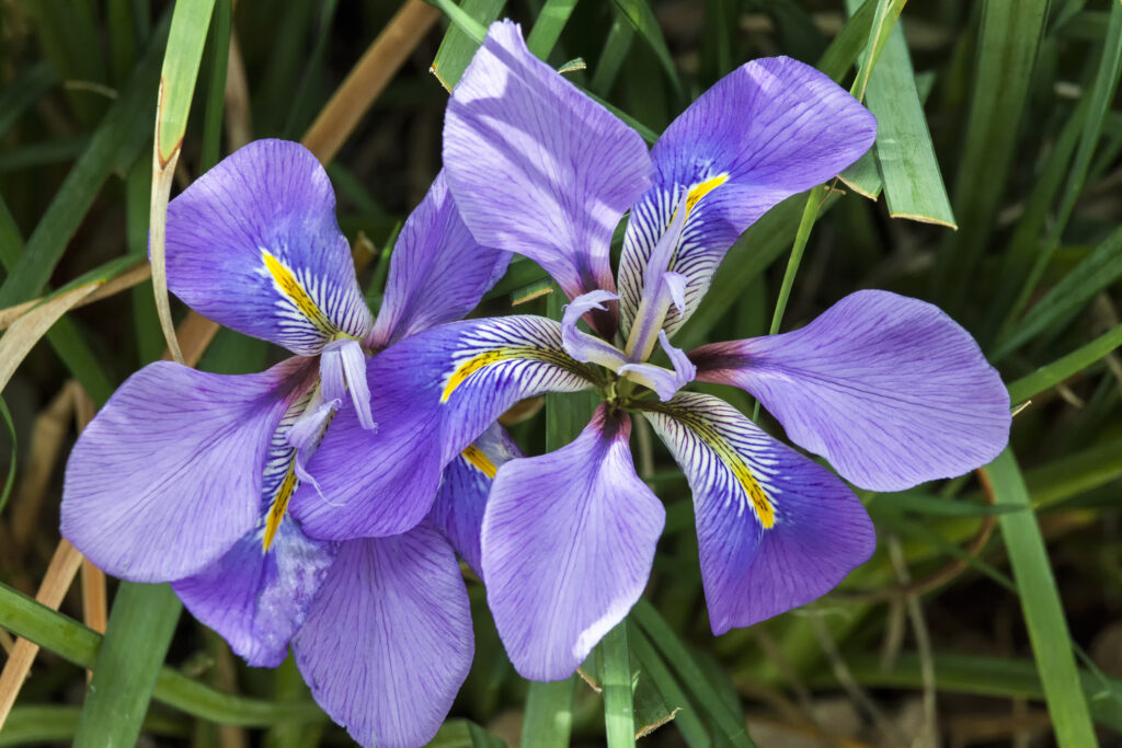 Iris unguicularis 'Broadleigh' the flowers appear in winter or early spring and is commonly known as Algerian iris