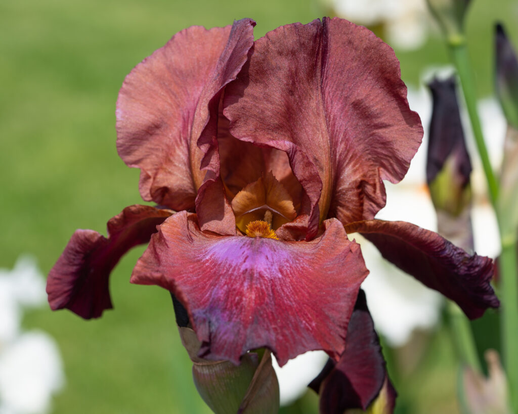 German iris (Iris barbata), close up of the flower head