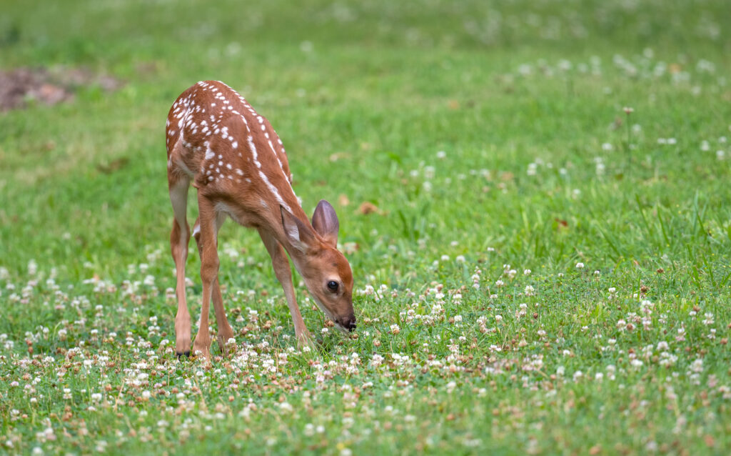 Cute white-tailed deer fawn in an open meadow in summer