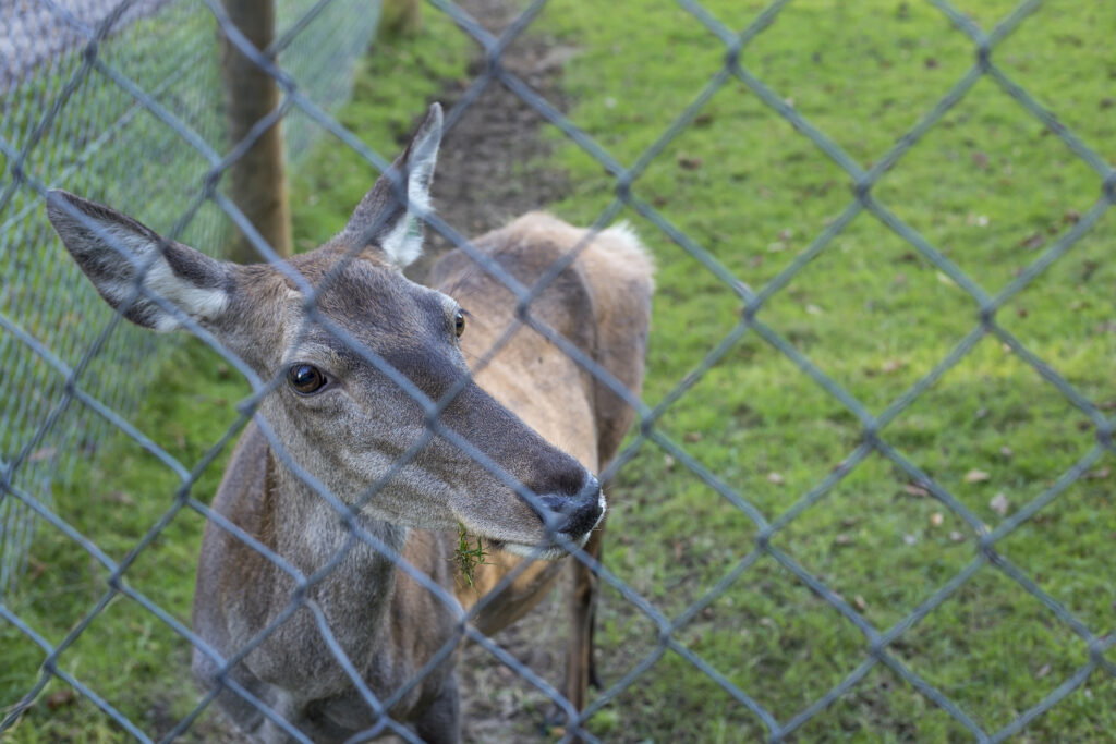 Red deer behind a chain linked fence.