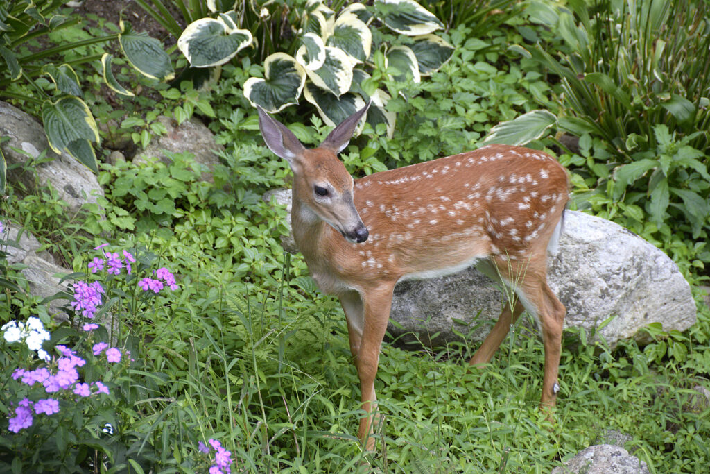 Early morning horizontal photo of a fawn in a garden with plants and rocks momentarily interrupting its meal to look up.