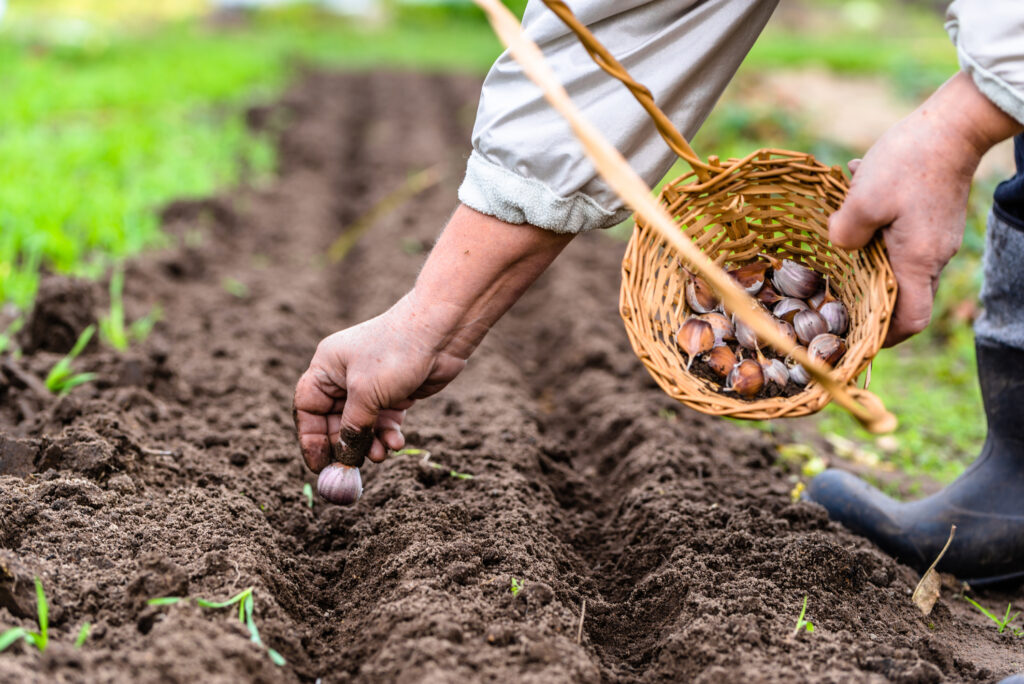 Farmer preparing garlic for planting in the vegetable garden, autumn gardening