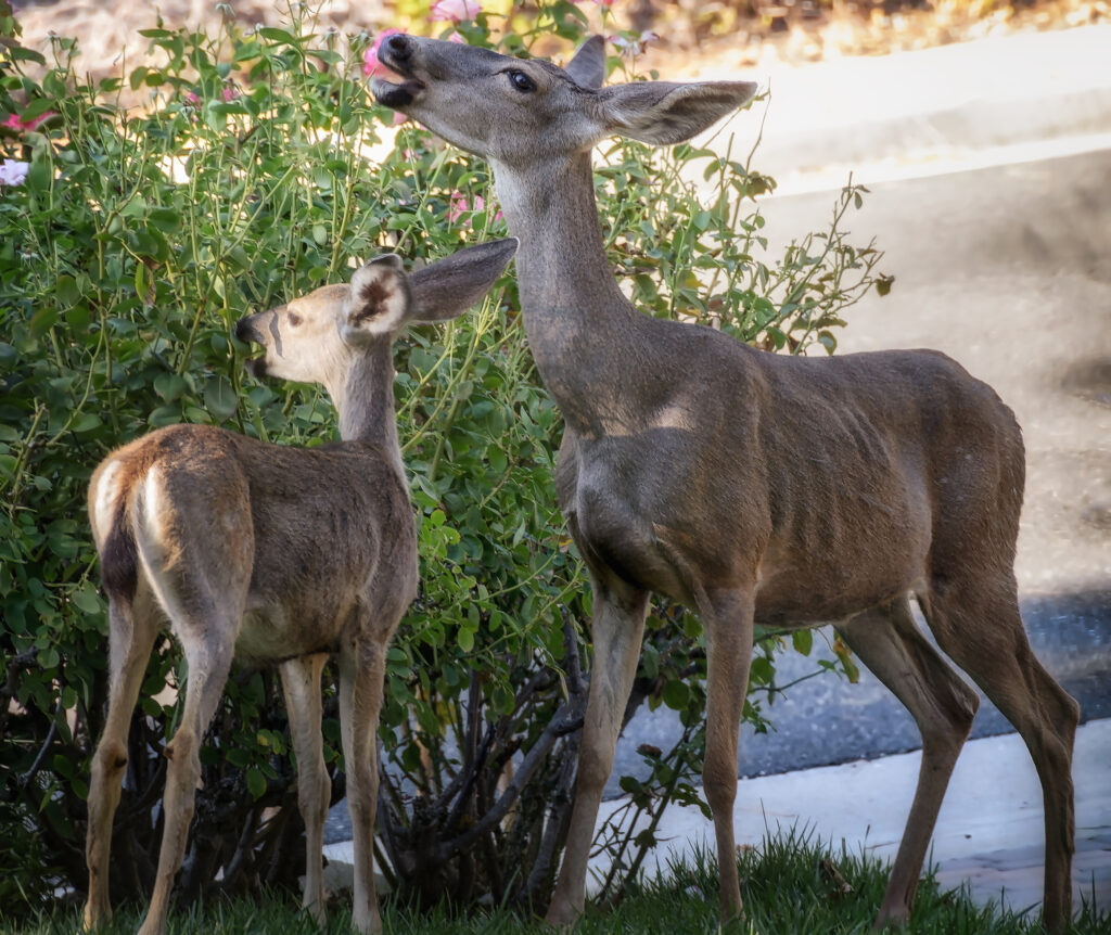 Female deer and baby deer feeding on rose plants in southern California garden.