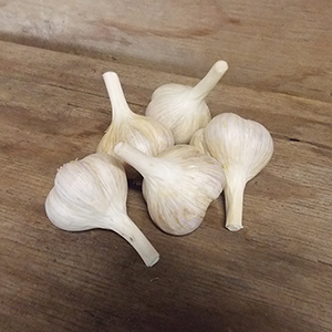 musik garlic
