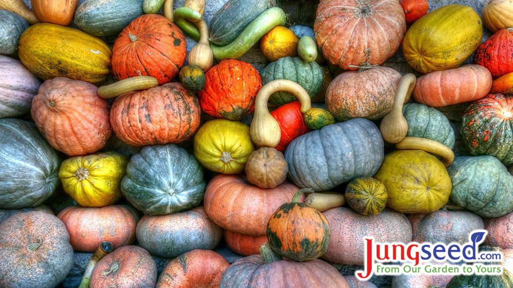 Variety of pumpkin and squash