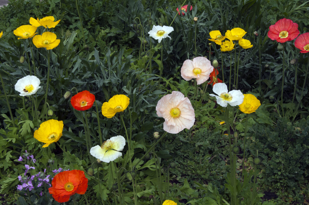 Flowerbed of colorful iceland poppies