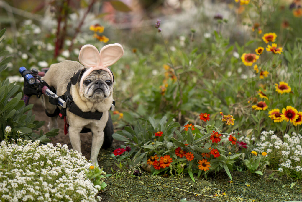 Senior Female Wheelchair Pug Dog dressed as the Easter rabbit, in bunny ears, surrounded by flowers.