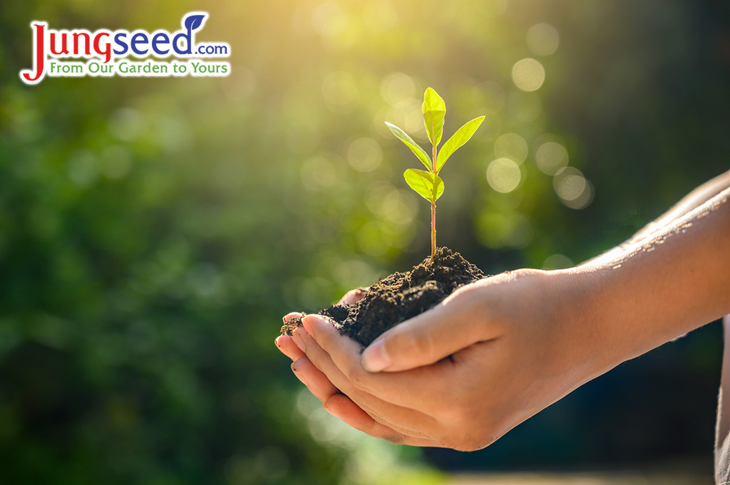 environment Earth Day In the hands of trees growing seedlings. Bokeh green Background Female hand holding tree on nature field grass Forest conservation concept