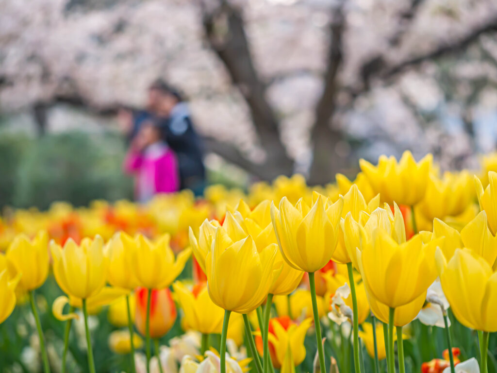 Closeup of vivid or vibrant yellow tulip flower with blurry family or tourist and sakura flower blooming tree at the park or garden in cherry blossom season.