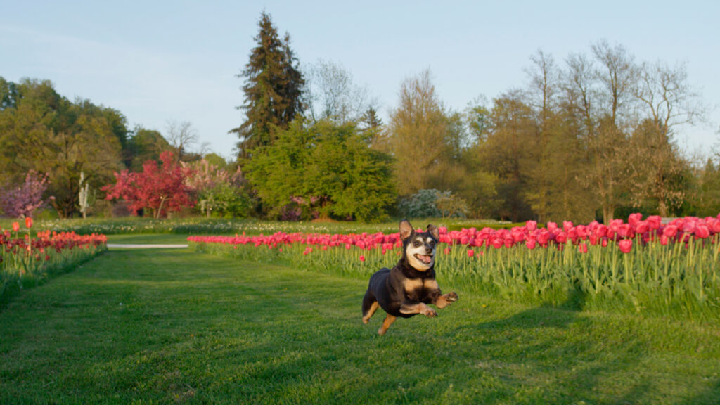 Happy senior dog running on green mowed lawn grass among colourful rows of flowering tulips. Stunning colourful tulip flowerbeds at beautiful local floricultural park on sunny spring day